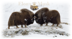ElonsMuskBR10140x571