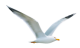 Seagul Flyn SM